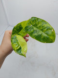 Philodendron Burle Marx Variegata Steckling