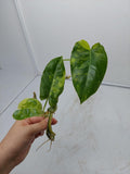 Philodendron Burle Marx Variegata Steckling