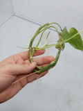 Philodendron Burle Marx Variegata Steckling