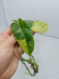 Philodendron Burle Marx Variegata Steckling