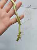 Philodendron Burle Marx Variegata Steckling