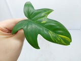 Philodendron Florida Beauty Steckling