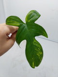 Philodendron Florida Beauty Steckling