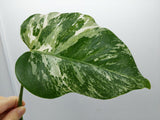 Monstera Variegata Steckling (zum aussuchen)