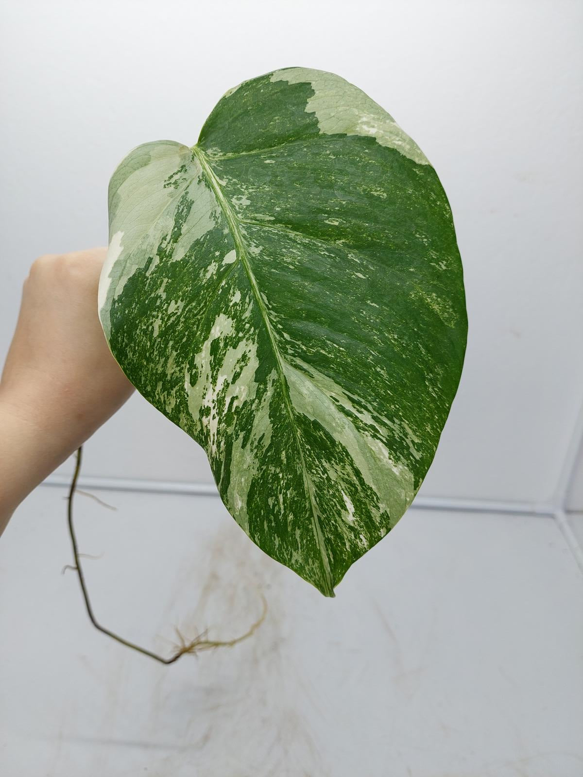 Monstera Variegata Steckling (zum aussuchen)