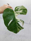 Monstera Variegata Steckling (zum aussuchen)