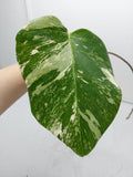 Monstera Variegata Steckling (zum aussuchen)