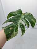 Monstera Variegata Steckling (zum aussuchen)