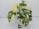 Monstera Adansonii Variegata