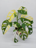 Monstera Adansonii Variegata