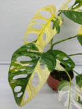 Monstera Adansonii Variegata