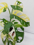 Monstera Adansonii Variegata