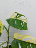 Monstera Adansonii Variegata