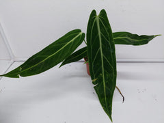 Anthurium Warocqueanum