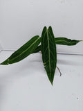 Anthurium Warocqueanum