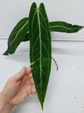 Anthurium Warocqueanum