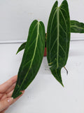 Anthurium Warocqueanum