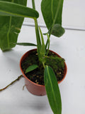 Anthurium Warocqueanum