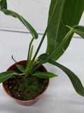 Anthurium Warocqueanum