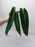 Anthurium Warocqueanum