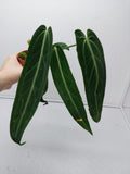 Anthurium Warocqueanum