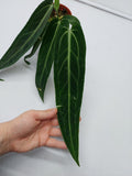 Anthurium Warocqueanum