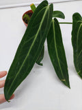 Anthurium Warocqueanum