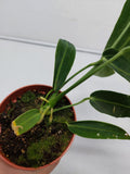 Anthurium Warocqueanum