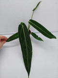 Anthurium Warocqueanum