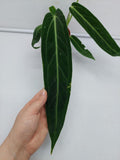 Anthurium Warocqueanum