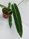 Anthurium Warocqueanum