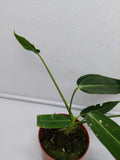 Anthurium Warocqueanum