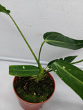 Anthurium Warocqueanum