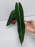 Anthurium Warocqueanum