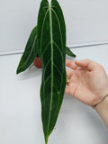 Anthurium Warocqueanum