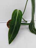 Anthurium Warocqueanum