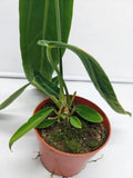 Anthurium Warocqueanum