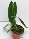 Anthurium Warocqueanum