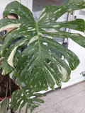 Monstera Thai Constellation groß