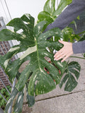 Monstera Thai Constellation groß