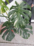 Monstera Thai Constellation groß