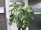 Monstera Variegata buschig