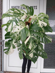 Monstera Variegata buschig