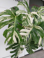 Monstera Variegata buschig