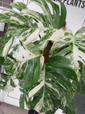 Monstera Variegata buschig