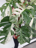 Monstera Variegata buschig