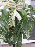 Monstera Variegata buschig