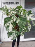 Monstera Variegata buschig