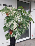 Monstera Variegata buschig