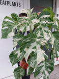 Monstera Variegata buschig